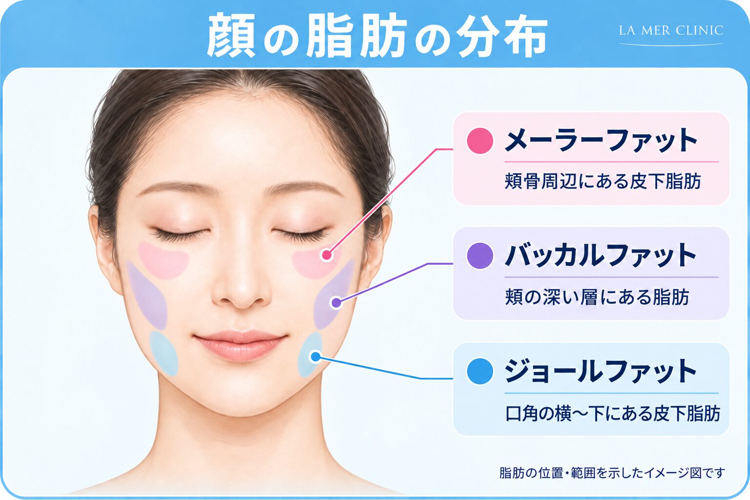 中顔面の構造と脂肪組織についての説明画像