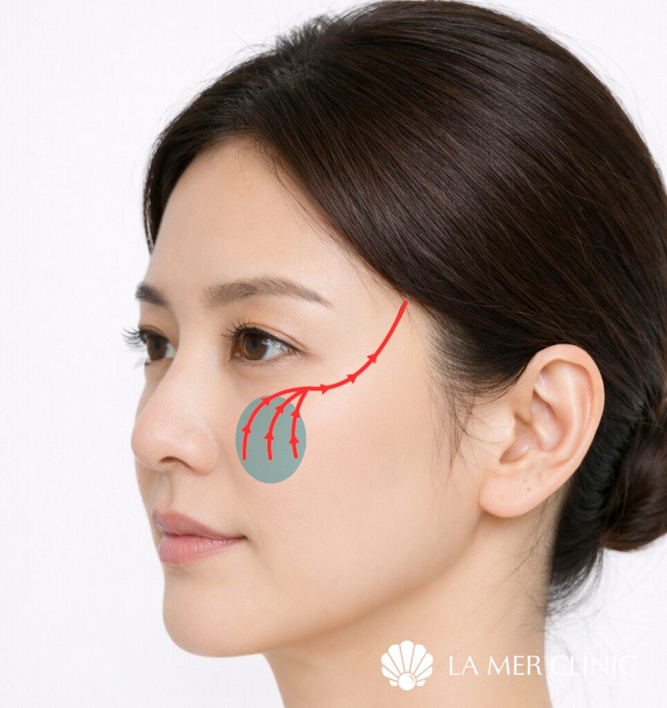 中顔面の脂肪の下垂とほうれい線の説明画像