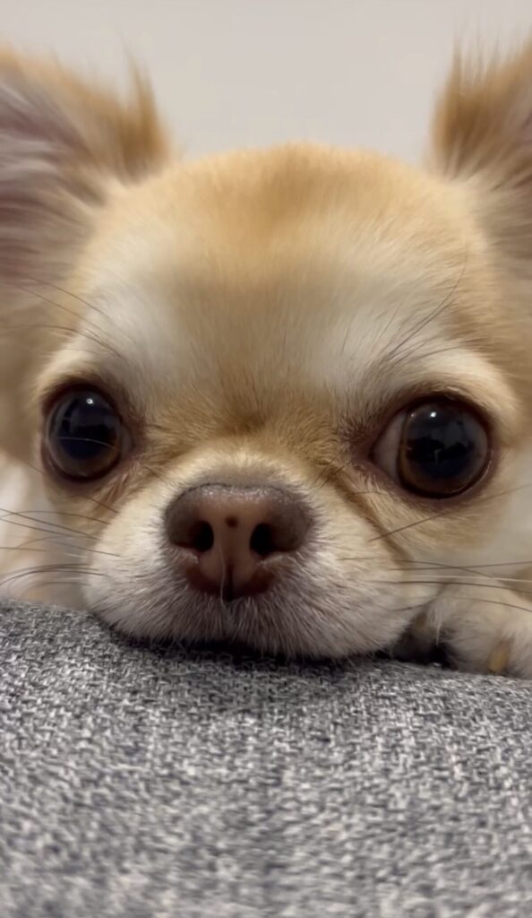 愛犬の写真3