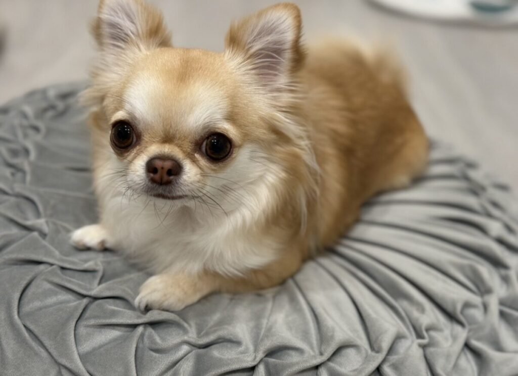 愛犬の写真2