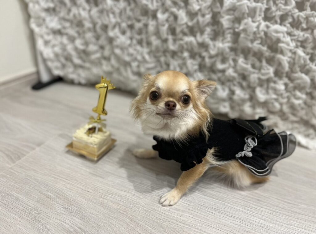 愛犬の写真1