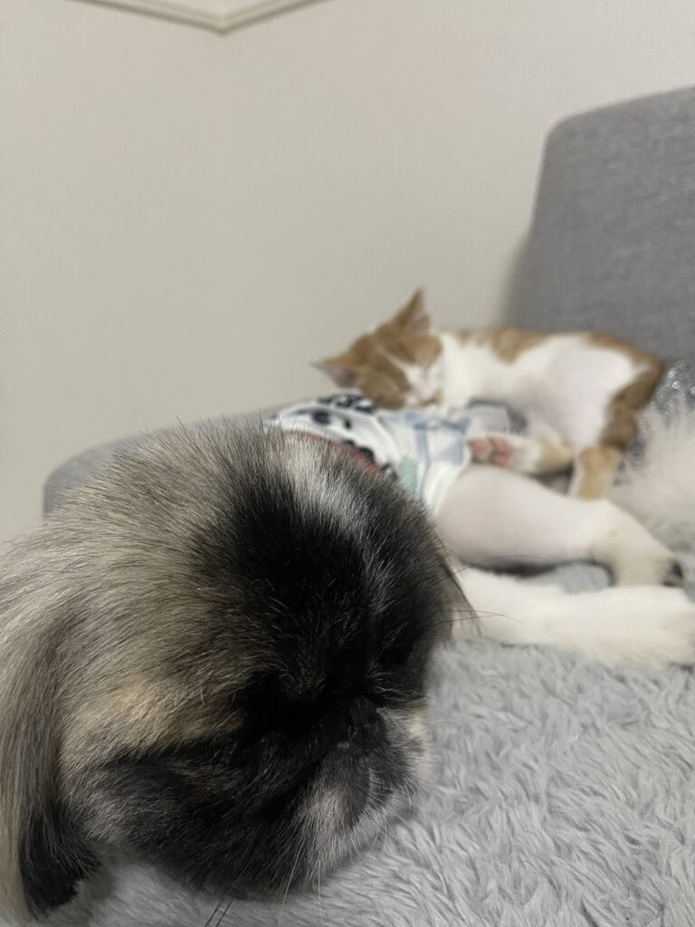 さしみとうにの写真1