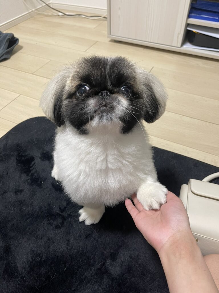 さしみとうにの写真2