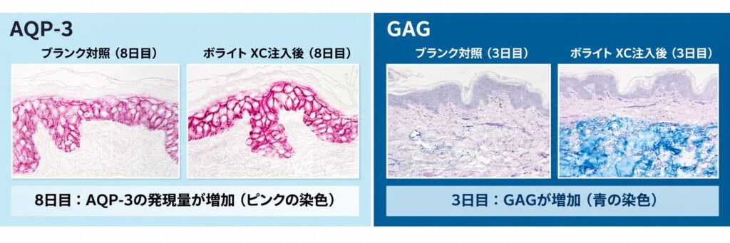 スキンバイブ注入後の保水性マーカー