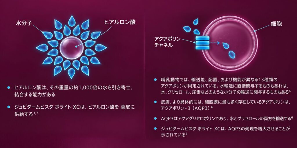 ヒアルロン酸注入後のAQP3の変化