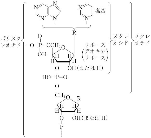 デンシファイのPN成分
