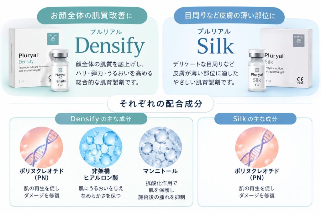 皮膚の構造
